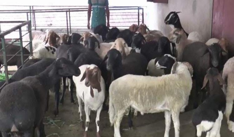 দিনাজপুরে মরুর প্রাণী দুম্বার খামার